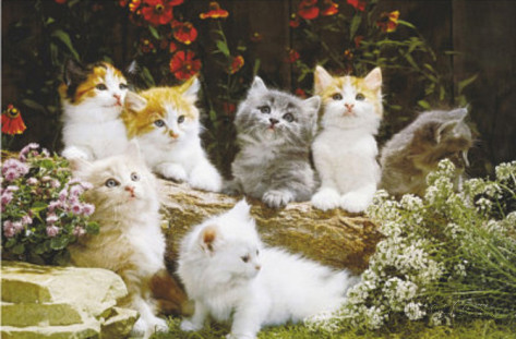 Kittens